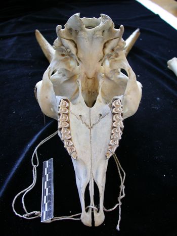 Media type: image;   Mammalogy 17392